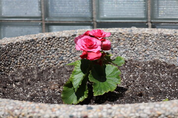 bright pink red blossoms and deep green leaves in concrete planter in spring