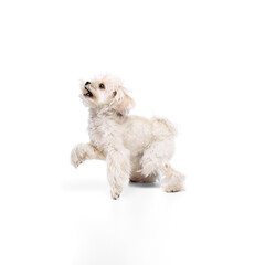 Funny little Maltese with white fur, lovely pet looks upward against white studio background. Dog looks well-groomed. Concept of grooming cervices and veterinaries, pet lovers, friendship.