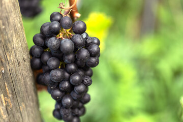 Close-up dark ripe grapes. Assmanshausen, Rheingau in Germany. Vineyard, steep slope, wine farmland.