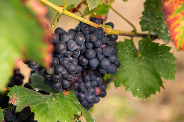 Close-up blue grapes, surrounded by green leaves. Assmanshausen, Rheingau in Germany. Vineyard, steep slope, wine farmland.