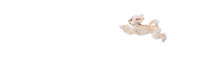 Banner. Happy, overjoyed dog, purebred Maltese leaping in mid-air against white studio background with negative space to insert text. Concept of grooming cervices and veterinaries, pet lover, .