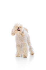 Little pet with white fur, purebred Maltese dog licking after delicious lunch against white studio background. Funny muzzles. Concept of grooming cervices and veterinaries, pet lovers, friendship.