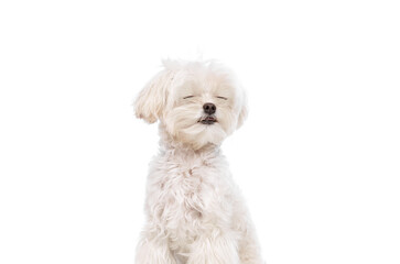 Portrait of charming young dog with closed eyes expressing joy and relax against white studio background. Funny muzzles. Concept of grooming cervices and veterinaries, pet lovers, friendship.