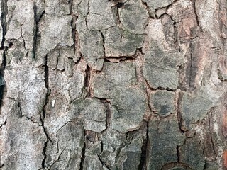 bark of a tree