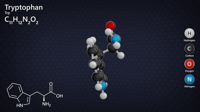 Molecule of Tryptophan (C11H12N2O2) is an essential amino acid crucial for protein synthesis, the production of serotonin, and melatonin synthesis. Dark background. 3D rendering. Seamless loop.