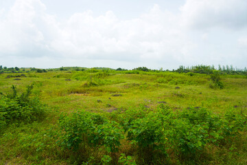 Calm green landscape with occasional trees set against a gray sky