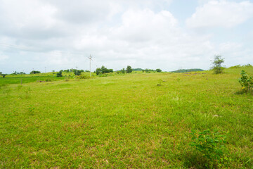 Still green expanse with limited tree coverage beneath a cloudy horizon