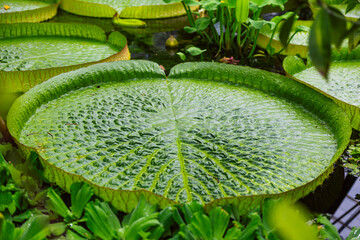 Close-Up of Giant Green Lily Pads in Tranquil Pond