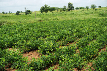 Lush Groundnut Farmland with Rolling Hills and Power Lines Under a Cloudy Sky