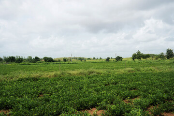 Verdant groundnut cultivation featuring gentle hills and power lines under an overcast sky