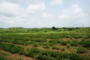 Bountiful groundnut fields interspersed with rolling hills and power lines, all under a cloudy atmosphere