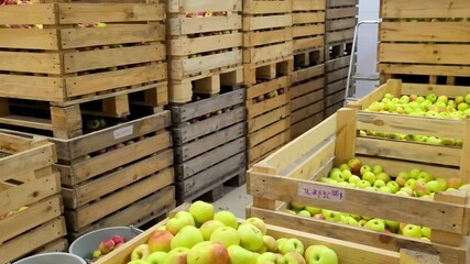 Boxes green apples in warehouse industrial hangar. Production concentrate, puree, cider. Camera movement up agricultural products stacks crates ready shipping. Cold storage interior. 4K, 60 fps