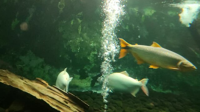 Brycon Hilarii swimming in the aquarium, Piraputanga fishes in cristal clear water of the Salobra river, Bom Jardim Nobres, Mato Grosso, Brazil, South America.