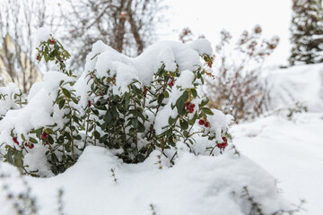 Vaccinium vitis idaea Koralle in the garden with berries under the snow