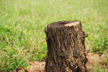 A weathered tree stump situated in a verdant meadow