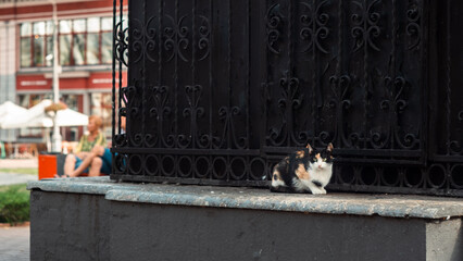 City Watcher: Cat on a Quiet Corner