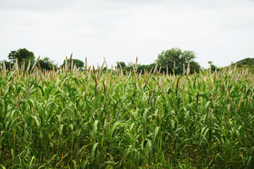 An Energetic Pearl Millet Field Under a Theatrical Overcast Sky