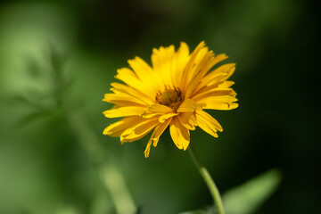 Yellow autumn flower on a blurred green plant background. High quality photo