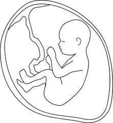 A baby in the womb is in the fetal position with its head up. Outline vector illustration. Transparent background.