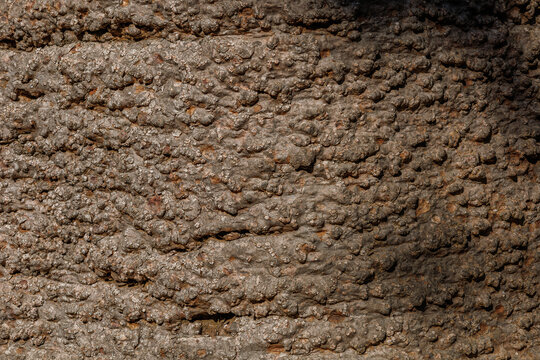 Bark of evergreen coniferous tree Araucaria bidwillii in family Araucariaceae. Trunk of bunya pine, banya or bunya-bunya. Texture of tree. Nature concept. Botanical garden Puerto de la Cruz, Tenerife.