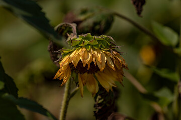 Closeup of Sunflowers past their prime