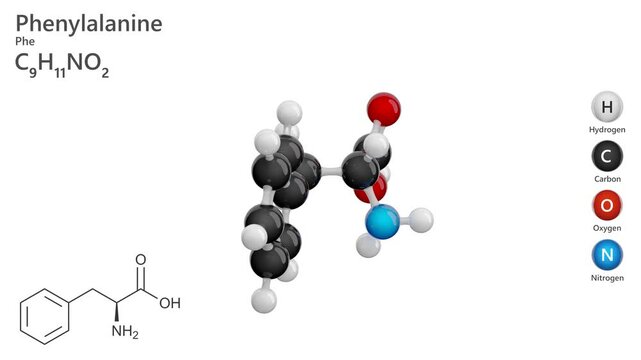 Molecule of Phenylalanine (C9H11NO2), is an amino acid vital for protein synthesis and the production of neurotransmitters like dopamine, norepinephrine, and epinephrine. White background. 3d render