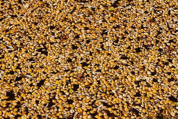 the texture of fallen leaves on the water surface of the pond, taken on a sunny October day