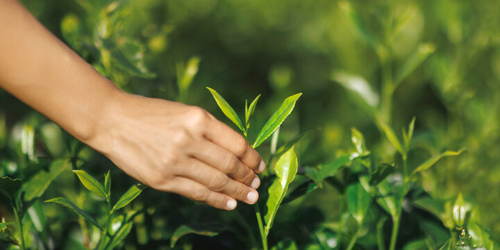 A close-up of a hand delicately picking fresh tea leaves in a lush green plantation. Perfect for themes of agriculture, nature, and tea production. High-quality stock photo. 
