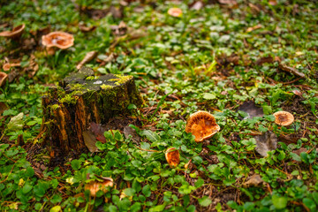 Young false saffron milkcap mushrooms (Lactarius deterrimus) in a clearing in the alpine forest, Slovenia. Autumn nature background with mushrooms and moss