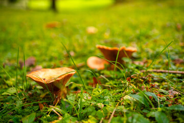 Young false saffron milkcap mushrooms (Lactarius deterrimus) in a clearing in the alpine forest, Slovenia. Autumn nature background with mushrooms and moss