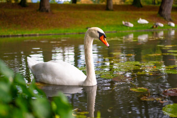 Fototapeta premium A beautiful white swan in pond in the autumn park 