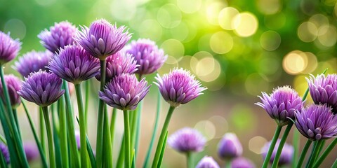 Fototapeta premium A vibrant cluster of lavender blooms, each petal delicately unfurling, bathed in the warm glow of sunlight filtering through a lush, green backdrop.