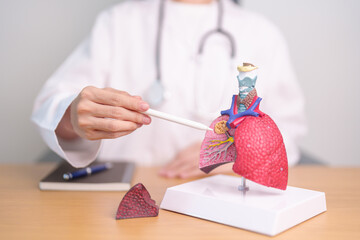 Doctor with Smoker and normal Lung anatomy for Disease. Lung Cancer, Asthma, Chronic Obstructive Pulmonary or COPD, Bronchitis, Emphysema, Cystic Fibrosis, Bronchiectasis, Pneumonia and world Lung day