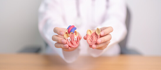 Doctor hold human Heart anatomy model. Cardiovascular Diseases, Atherosclerosis, Hypertensive Heart, Valvular Heart, Aortopulmonary window, world Heart day and health concept