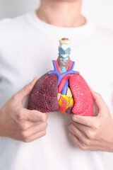 woman hold Respiratory system anatomy for Diseases. Lung Cancer, Asthma, Chronic Obstructive...