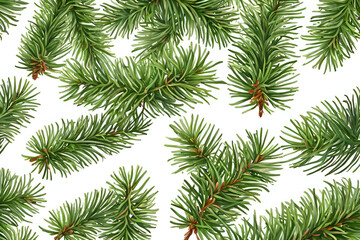 Obraz premium branches of fir