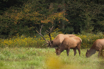 Fototapeta premium Magnificent Elk Bull Autumn Rut Bugle 