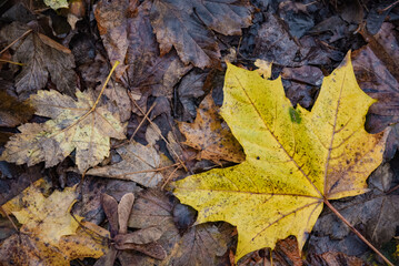 Big yellow Autumn leaf contrasting against brown little leaves on the ground. Real candid natural image, not stage, found while hiking by forest. image with copy space.