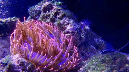 Coral reef scene with anemone, coral and fish