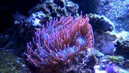 Coral reef scene with anemone, coral and fish