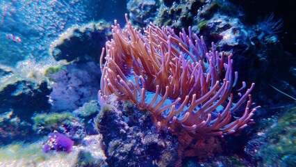 Coral reef scene with anemone, coral and fish
