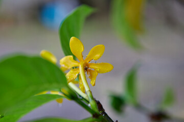 Close-up view of yellow Kedah Gardenia or Golden Gardenia flower with raindrops