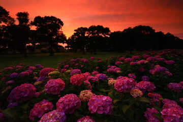 岩手県北上市　紫陽花と夕焼けの展勝地公園