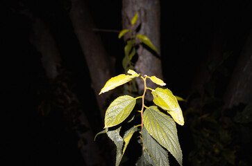 Plants and leaves in autumn. Night photo with flash.