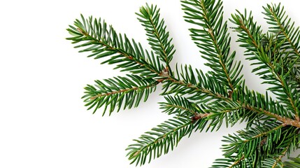 christmas background with christmas branches and decorations