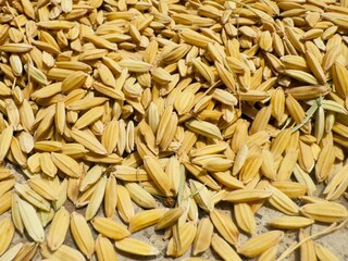 Yellow rice grains that have just been harvested are drying under the hot sun