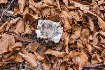 Brown autumn leaves on the ground in the park, autumn background with autumn dry foliage