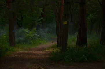 Fototapeta premium path in the forest