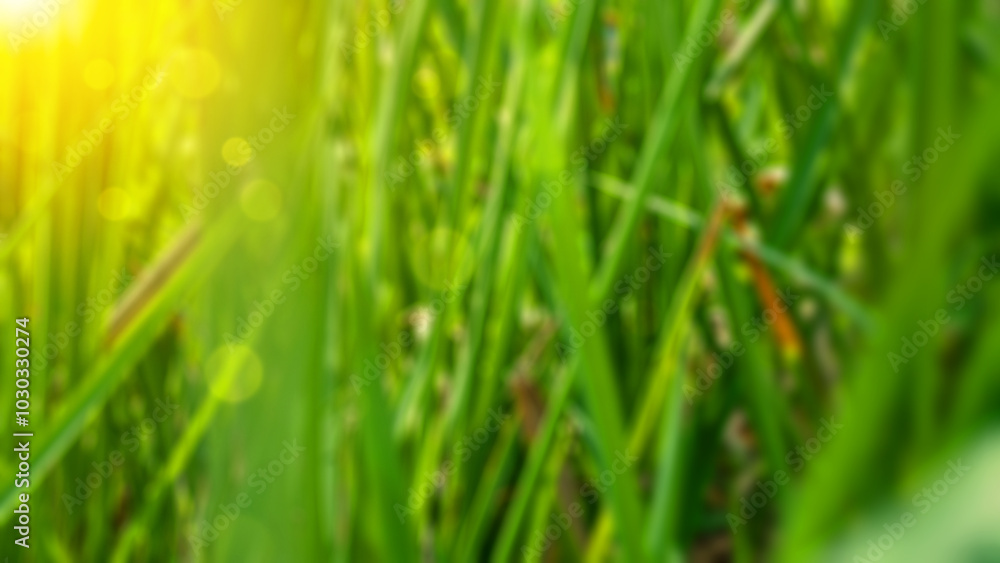 Poster green color abstract blur bokeh background from grass and sunlight on the field