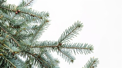 christmas background with christmas branches and decorations